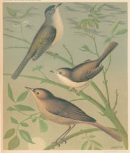 Load image into Gallery viewer, Rutledge, W. “Black-Cap, White-Throat, Nightingale"