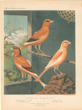 Load image into Gallery viewer, Ludlow “Norwich Canaries: Variegated Yellow, Clear Buff, Evenly Marked Yellow"