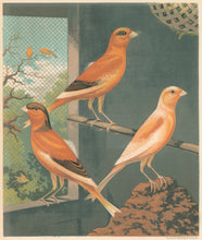 Load image into Gallery viewer, Ludlow “Norwich Canaries: Variegated Yellow, Clear Buff, Evenly Marked Yellow"