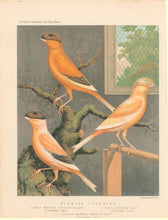Load image into Gallery viewer, Ludlow “Norwich Canaries: Evenly Marked Crested Yellow, Grey Crested Buff, Evenly Marked Crested Buff"