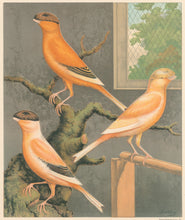 Load image into Gallery viewer, Ludlow “Norwich Canaries: Evenly Marked Crested Yellow, Grey Crested Buff, Evenly Marked Crested Buff"