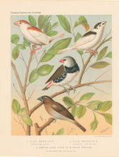 Load image into Gallery viewer, Rutledge, W. “Pied Mannikin (Fawn &amp; White), Pied Mannikin (Chestnut &amp; White), Spotted Sided Finch or Diamond Sparrow, Nutmeg or Spice-Bird&quot;

