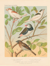 Load image into Gallery viewer, Rutledge, W. “Pied Mannikin (Fawn & White), Pied Mannikin (Chestnut & White), Spotted Sided Finch or Diamond Sparrow, Nutmeg or Spice-Bird"
