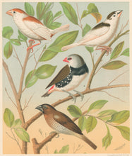 Load image into Gallery viewer, Rutledge, W. “Pied Mannikin (Fawn & White), Pied Mannikin (Chestnut & White), Spotted Sided Finch or Diamond Sparrow, Nutmeg or Spice-Bird"