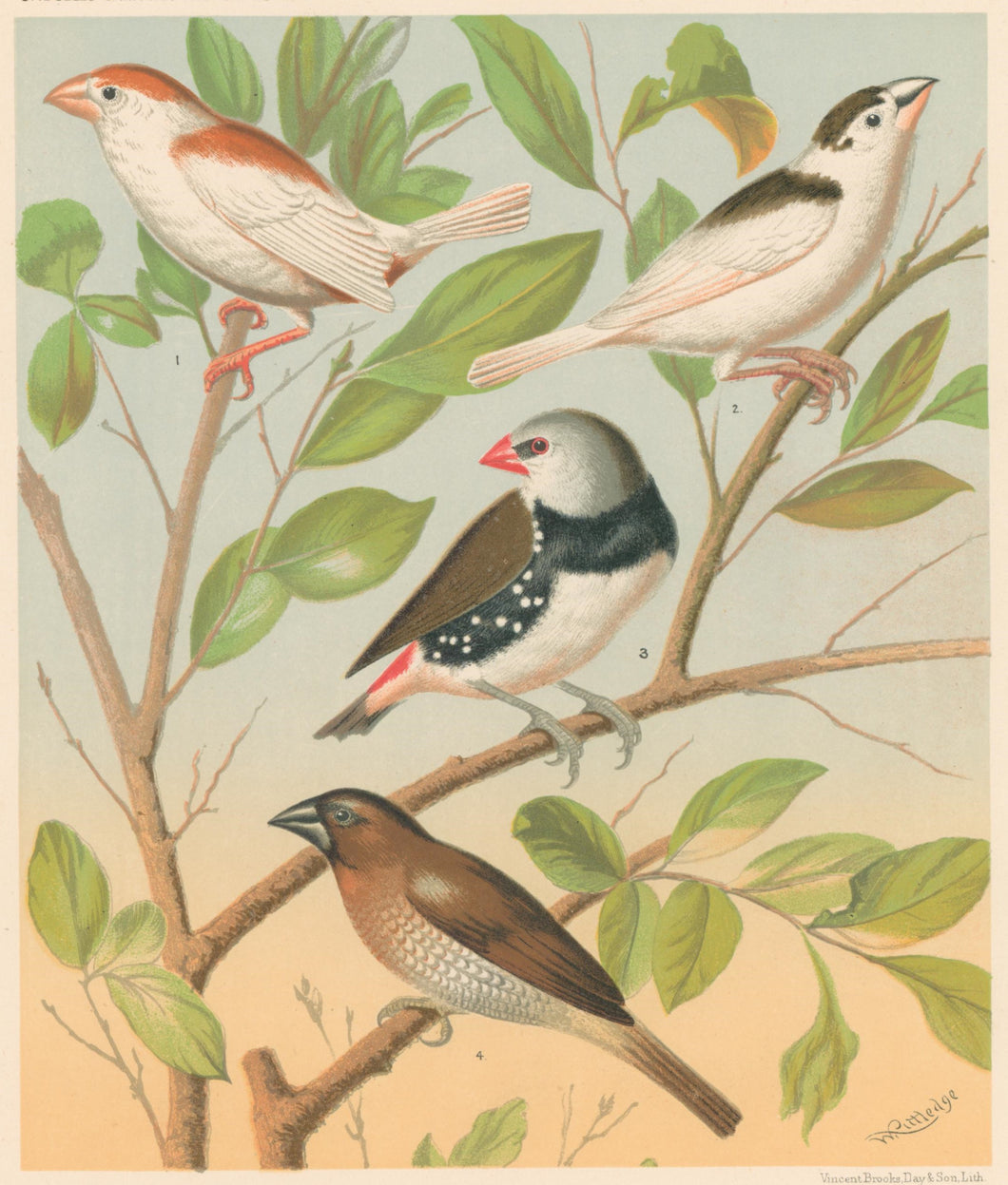 Rutledge, W. “Pied Mannikin (Fawn & White), Pied Mannikin (Chestnut & White), Spotted Sided Finch or Diamond Sparrow, Nutmeg or Spice-Bird