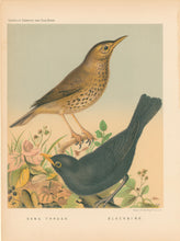 Load image into Gallery viewer, Rutledge, W. “Song Thrush, Blackbird"