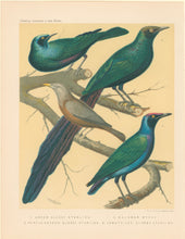 Load image into Gallery viewer, Rutledge, W. “Green Glossy Starling, Malabar Mynah, Purple-Headed Glossy Starling, Longtailed Glossy Starling"