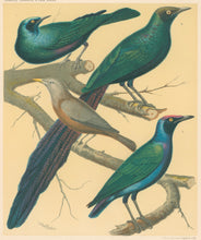 Load image into Gallery viewer, Rutledge, W. “Green Glossy Starling, Malabar Mynah, Purple-Headed Glossy Starling, Longtailed Glossy Starling"