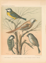 Load image into Gallery viewer, Rutledge, W. “Blue Titmouse, Bearded Titmouse, Cole Titmouse, March Titmouse"