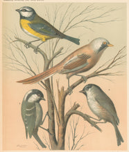 Load image into Gallery viewer, Rutledge, W. “Blue Titmouse, Bearded Titmouse, Cole Titmouse, March Titmouse&quot;
