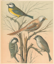 Load image into Gallery viewer, Rutledge, W. “Blue Titmouse, Bearded Titmouse, Cole Titmouse, March Titmouse"