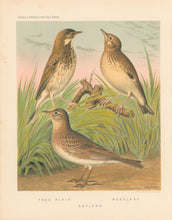 Load image into Gallery viewer, Rutledge, W. “Tree Pipit, Woodlark, Skylark"
