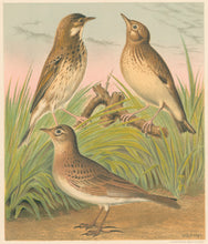 Load image into Gallery viewer, Rutledge, W. “Tree Pipit, Woodlark, Skylark"
