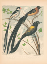 Load image into Gallery viewer, Rutledge, W. “Shaft-Tailed Wydah, Paradise Wydah, Yellow Backed Wydah"
