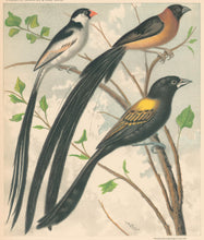 Load image into Gallery viewer, Rutledge, W. “Shaft-Tailed Wydah, Paradise Wydah, Yellow Backed Wydah"