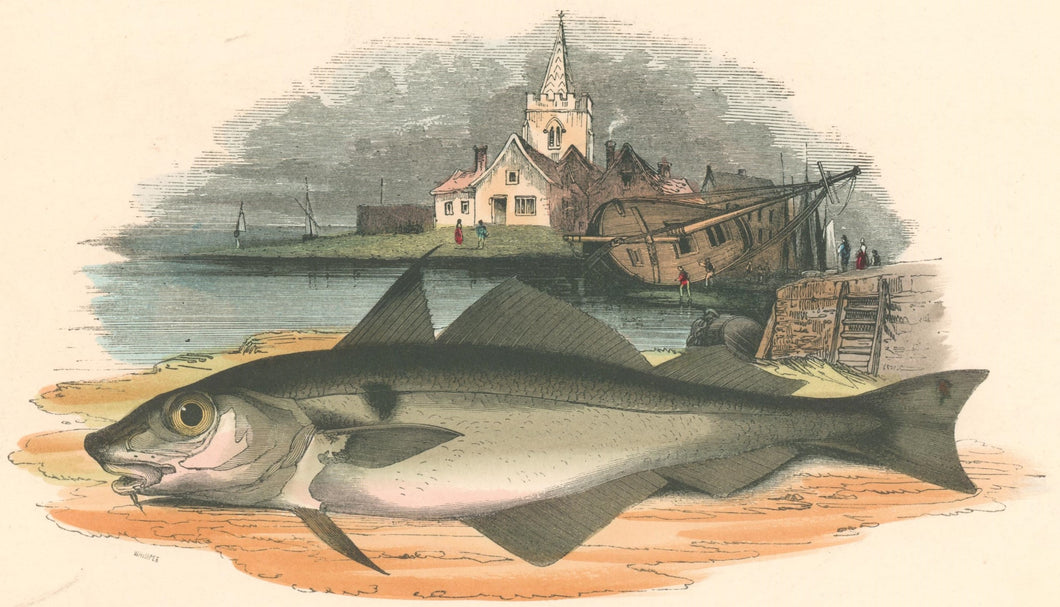 Whymper, Josiah Wood Whymper  “ The Haddock.” Plate 100