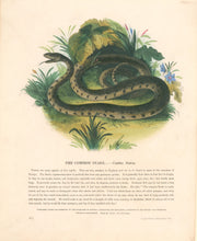 Load image into Gallery viewer, Whymper, Josiah Wood   “The Common Snake.” Plate 27
