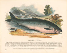 Load image into Gallery viewer, Whymper, Josiah Wood   “The Salmon.” Plate 28
