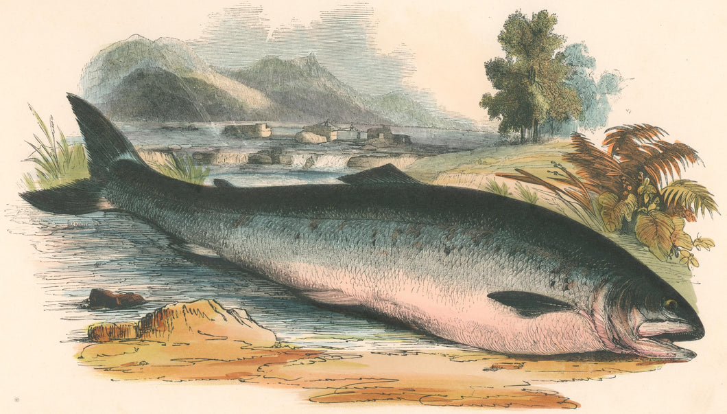 Whymper, Josiah Wood   “The Salmon.” Plate 28