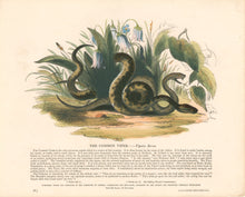 Load image into Gallery viewer, Whymper, Josiah Wood   “The Common Viper.” Plate 57
