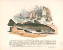 Load image into Gallery viewer, Whymper, Josiah Wood   “The Cod Fish.” Plate 58