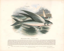 Load image into Gallery viewer, Whymper, Josiah Wood   “The Flying Fish.” Plate 59

