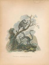 Load image into Gallery viewer, Ibbetson, Julius Caesar  “Tailless & Ringtail Maucauco"