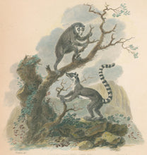 Load image into Gallery viewer, Ibbetson, Julius Caesar  “Tailless & Ringtail Maucauco"