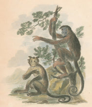 Load image into Gallery viewer, Ibbetson, Julius Caesar  “Four Fingered & Horned Monkeys"