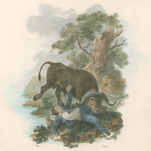 Load image into Gallery viewer, Ibbetson, Julius Caesar  “African Buffalo"