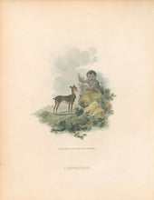Load image into Gallery viewer, Ibbetson, Julius Caesar  “Chevrotain”