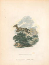 Load image into Gallery viewer, Ibbetson, Julius Caesar  “Harnessed Antelope"