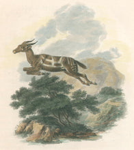 Load image into Gallery viewer, Ibbetson, Julius Caesar  “Harnessed Antelope"