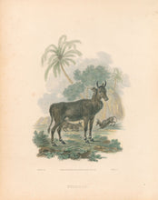 Load image into Gallery viewer, Ibbetson, Julius Caesar  “NylGhau”