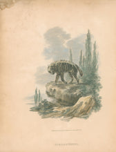 Load image into Gallery viewer, Ibbetson, Julius Caesar  “Striped Hyena"