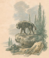 Load image into Gallery viewer, Ibbetson, Julius Caesar  “Striped Hyena"