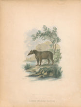 Load image into Gallery viewer, Ibbetson, Julius Caesar  “Long Nosed Tapir"