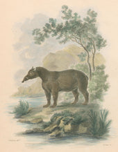 Load image into Gallery viewer, Ibbetson, Julius Caesar  “Long Nosed Tapir"