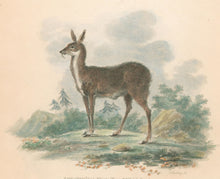 Load image into Gallery viewer, Ibbetson, Julius Caesar  “Tibetan Musk”