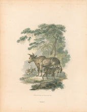 Load image into Gallery viewer, Ibbetson, Julius Caesar  “Zebu"
