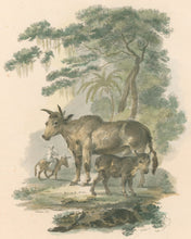 Load image into Gallery viewer, Ibbetson, Julius Caesar  “Zebu"