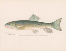 Load image into Gallery viewer, Denton, Sherman F.  “Brook Sucker”