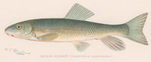 Load image into Gallery viewer, Denton, Sherman F.  “Brook Sucker”