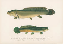Load image into Gallery viewer, Denton, Sherman F.  “Dog-Fish, Mud-Fish, Bow-Fin or Grindle
