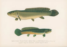 Load image into Gallery viewer, Denton, Sherman F.  “Dog-Fish, Mud-Fish, Bow-Fin or Grindle
