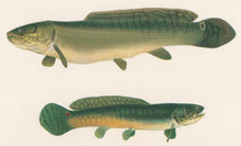 Load image into Gallery viewer, Denton, Sherman F.  “Dog-Fish, Mud-Fish, Bow-Fin or Grindle