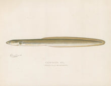 Load image into Gallery viewer, Denton, Sherman F.  “Common Eel”