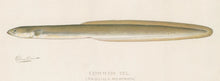 Load image into Gallery viewer, Denton, Sherman F.  “Common Eel”
