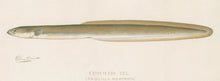 Load image into Gallery viewer, Denton, Sherman F.  “Common Eel”