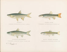 Load image into Gallery viewer, Denton, Sherman F.  “Roach, River Chub, Common Silverside, Blunt Nosed Minnow”